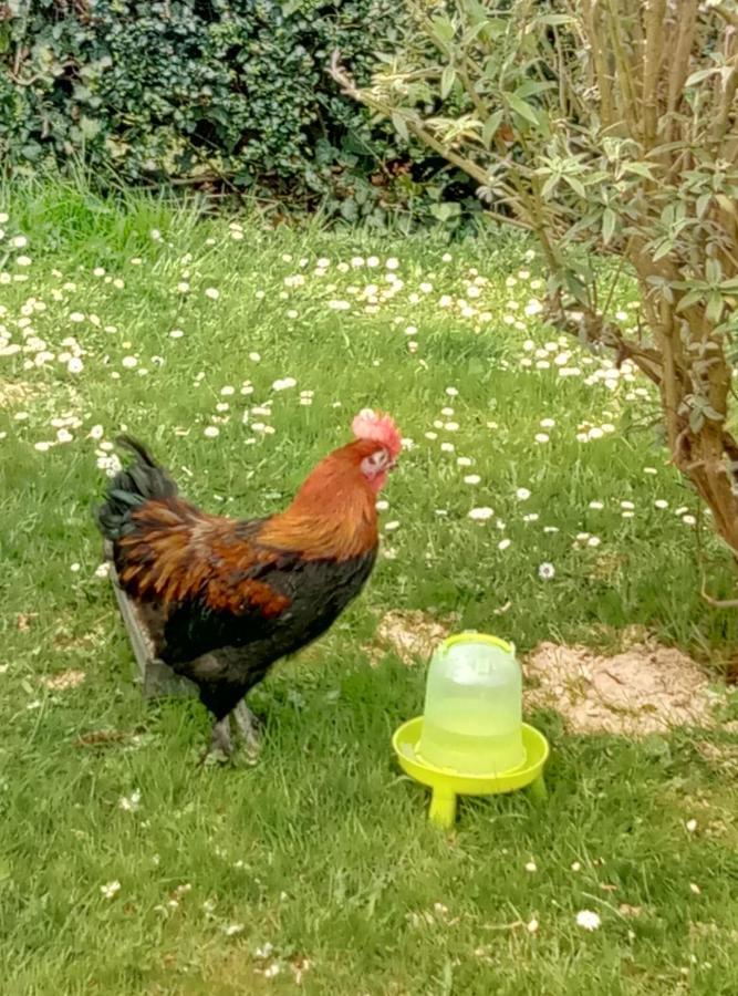 La Pommeraie 76 Saint-Ouen-sous-Bailly Eksteriør billede